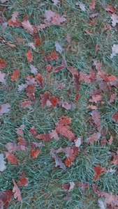 Frost covered grass with scattered autumn leaves texture backgro