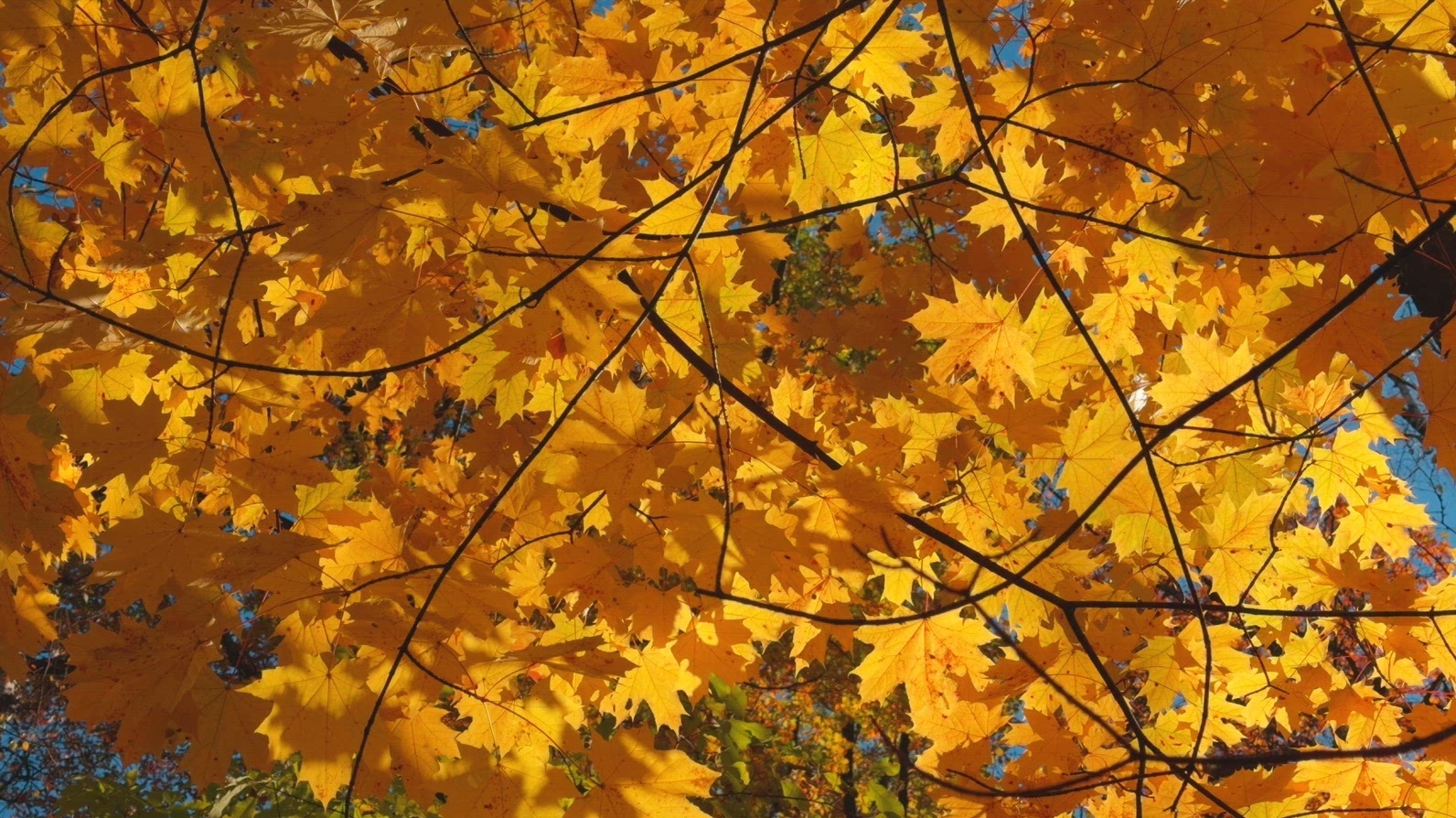 Seamless loop autumn leaves texture backgroun