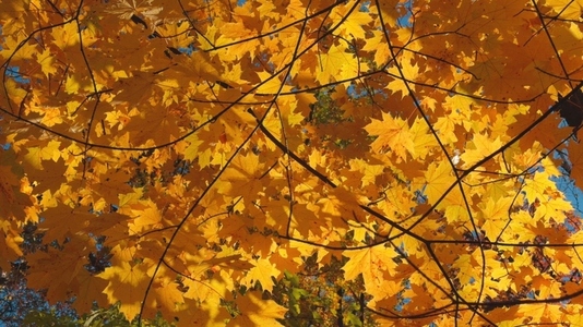 Seamless loop autumn leaves texture backgroun Seamless loop autumn leaves texture backgroun