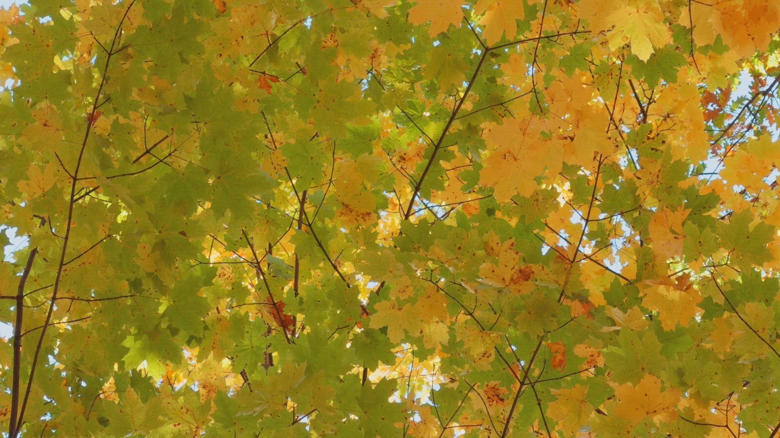 Seamless loop vibrant canopy of autumn leaves texture background
