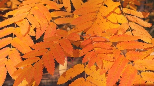 Seamless loop vibrant autumn leaves texture background Seamless loop vibrant autumn leaves texture background