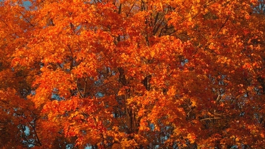Seamless loop vibrant autumn foliage with bright orange leaves