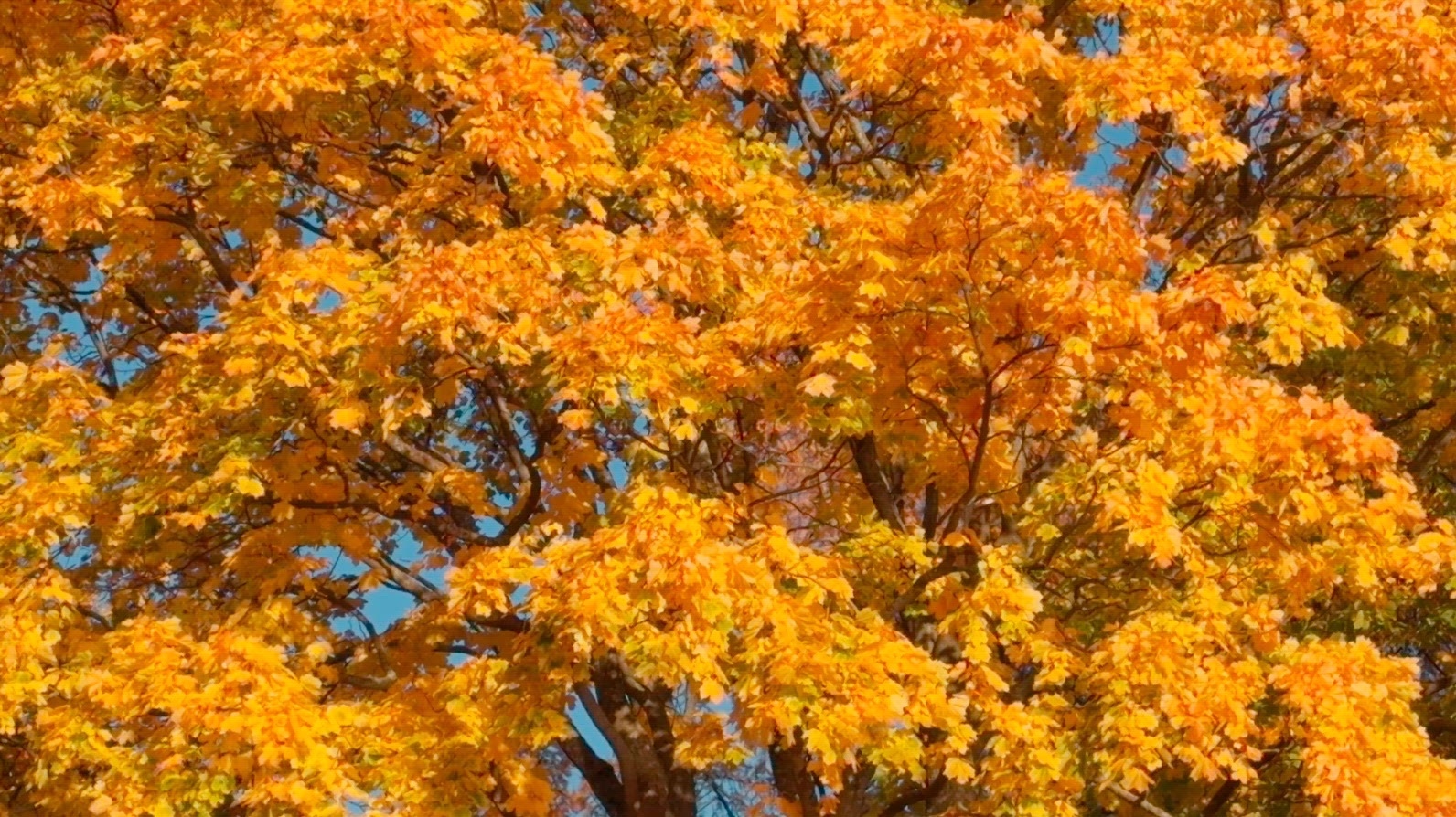 Seamless loop vibrant autumn tree with bright orange and yellow