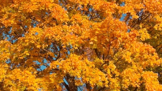 Seamless loop vibrant autumn tree with bright orange and yellow