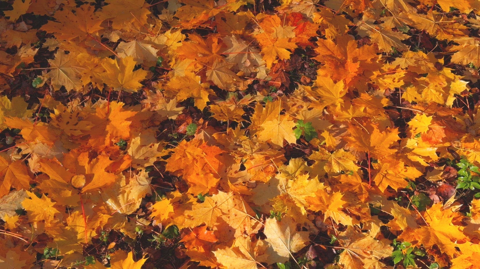 Seamless loop ground covered with vibrant autumn leaves texture