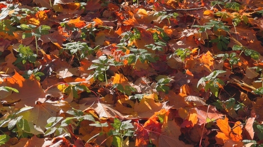 Seamless loop ground covered with colorful autumn leaves texture