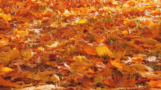 Seamless loop ground covered with colorful autumn leaves texture Seamless loop ground covered with colorful autumn leaves texture