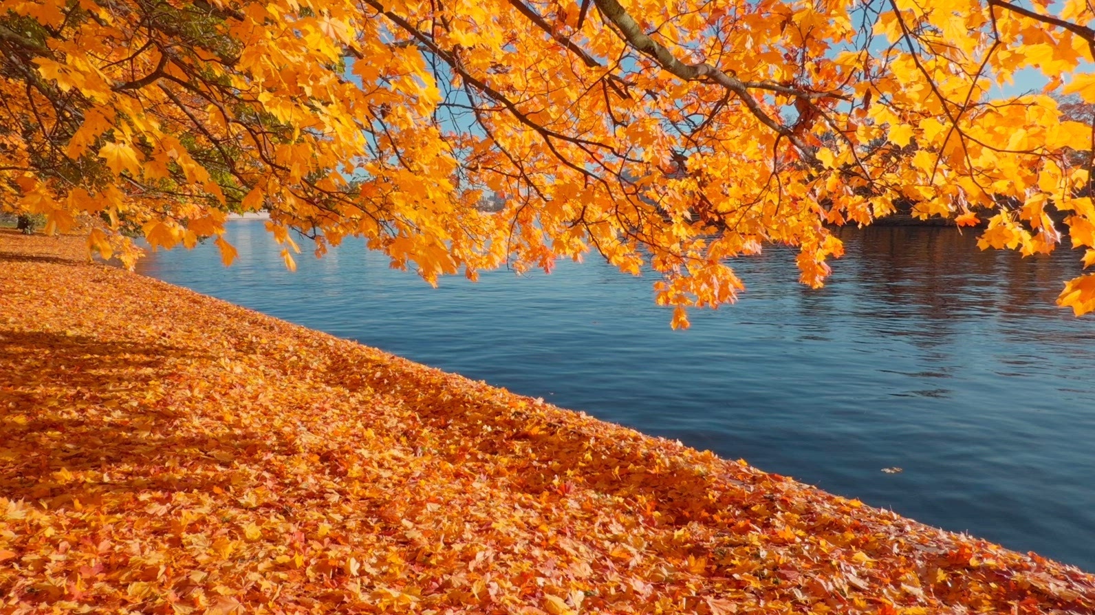 Seamless loop serene autumn scene featuring vibrant orange