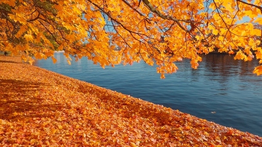 Seamless loop serene autumn scene featuring vibrant orange
