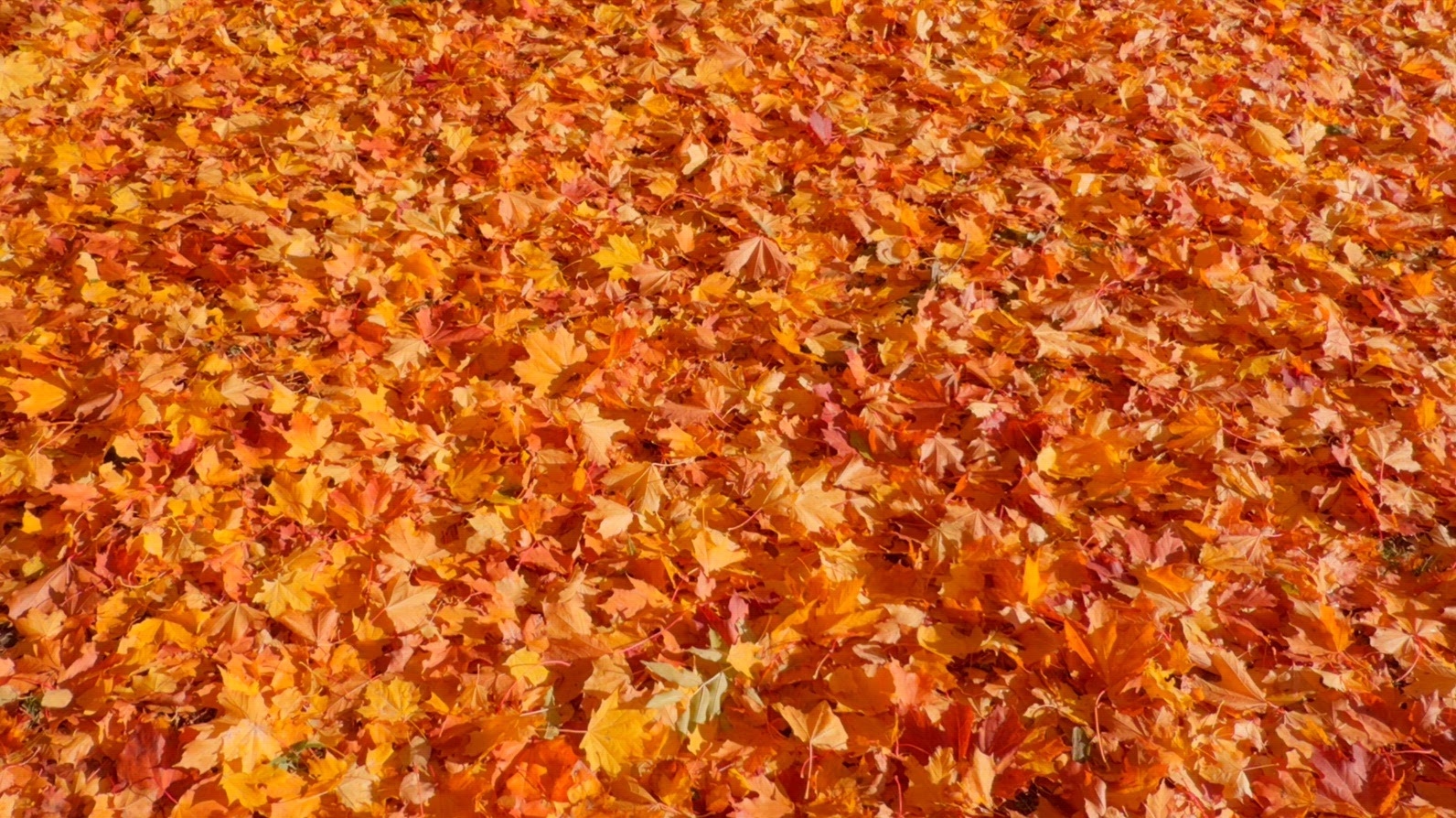 Seamless loop ground covered with vibrant autumn leaves texture
