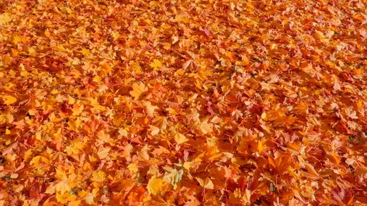 Seamless loop ground covered with vibrant autumn leaves texture