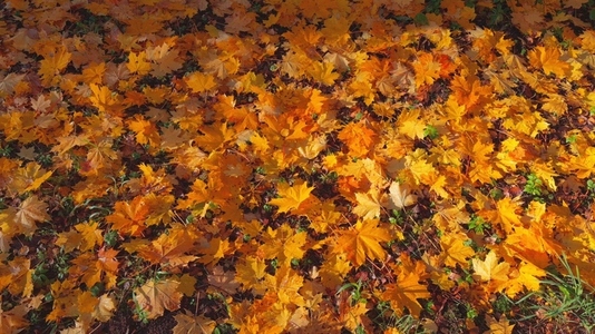 Seamless loop ground covered with vibrant autumn leaves texture Seamless loop ground covered with vibrant autumn leaves texture
