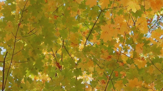 Seamless loop canopy of vibrant autumn leaves texture background