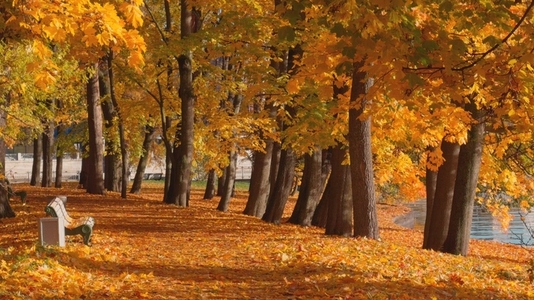 Seamless loop serene autumn park scene with vibrant orange