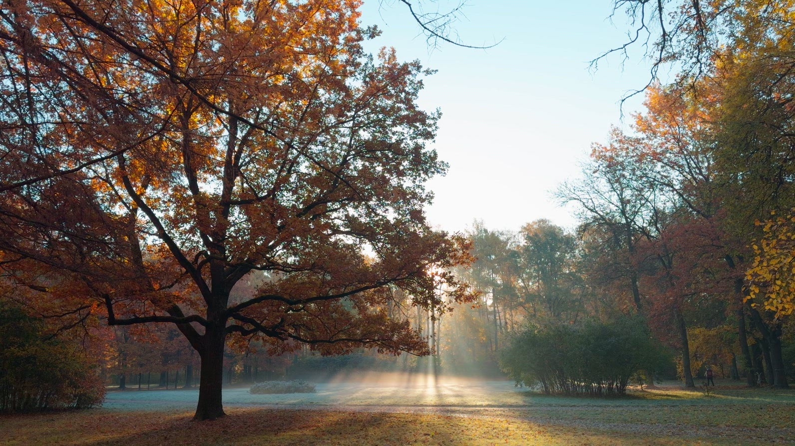Seamless loop serene autumn landscape featuring a large tree