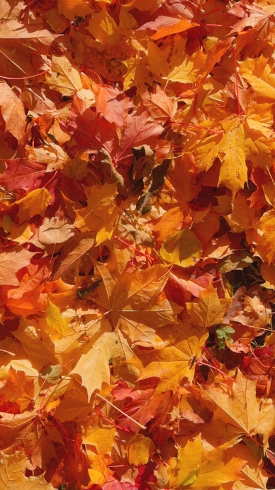 Seamless loop vibrant carpet of autumn leaves texture background