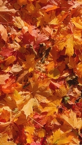 Seamless loop vibrant carpet of autumn leaves texture background Seamless loop vibrant carpet of autumn leaves texture background