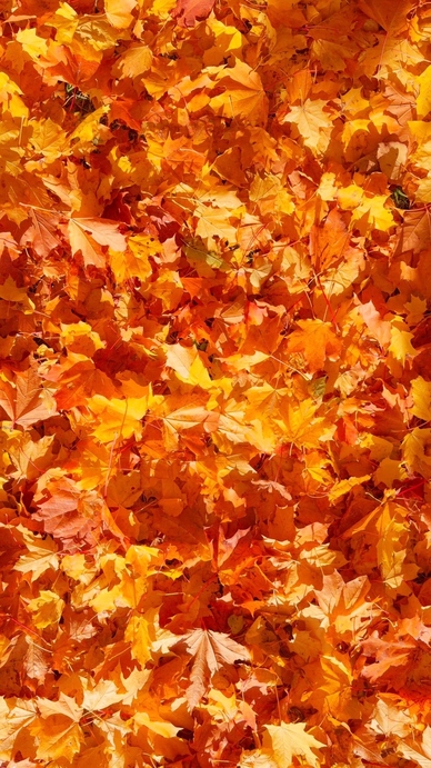 Seamless loop vibrant carpet of autumn leaves texture background