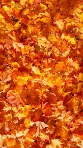 Seamless loop vibrant carpet of autumn leaves texture background Seamless loop vibrant carpet of autumn leaves texture background