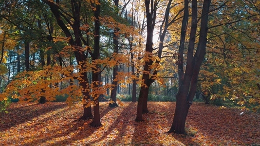 Seamless loop serene autumn landscape featuring trees