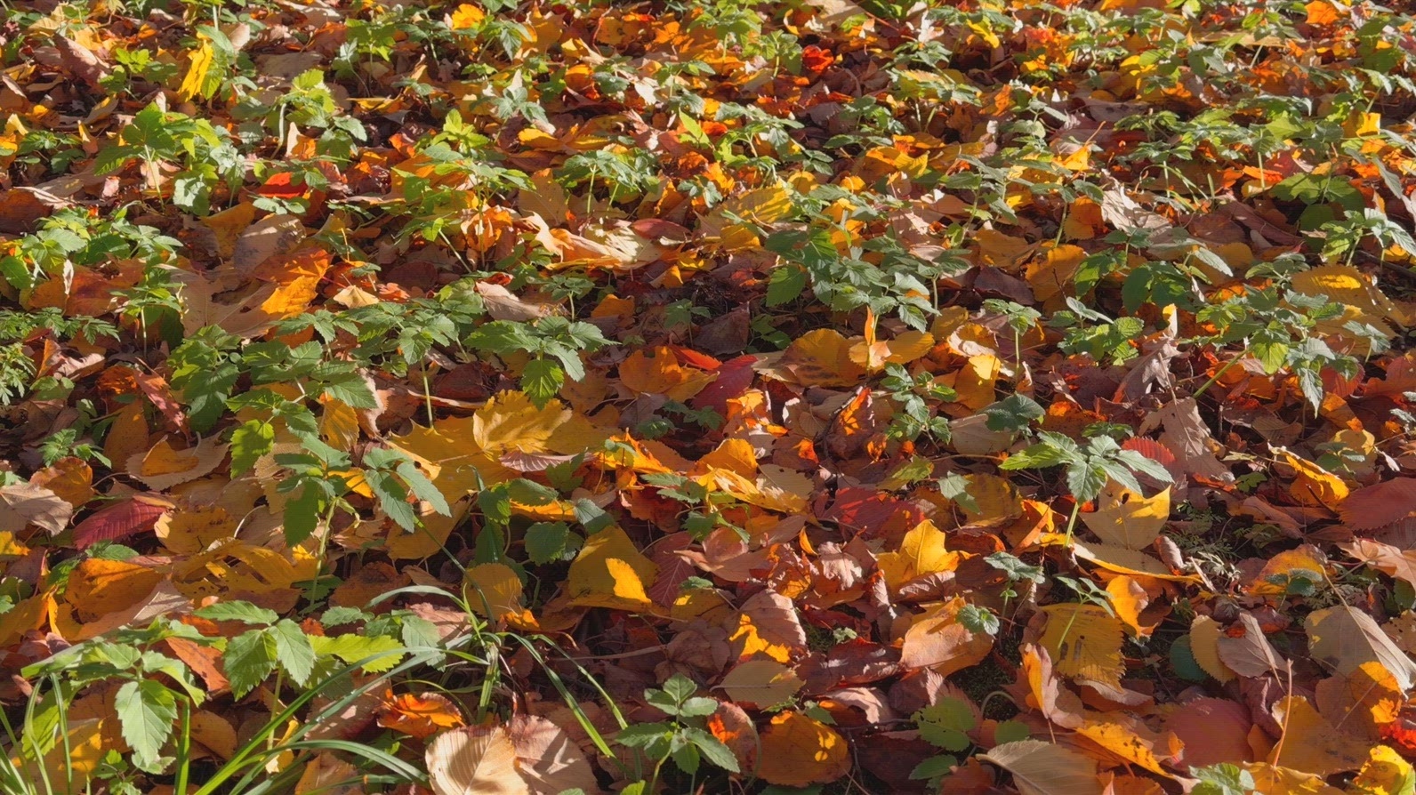 Seamless loop ground covered with colorful autumn leaves texture