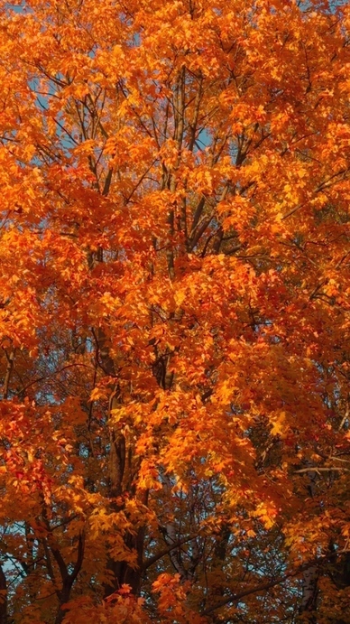 Seamless loop vibrant autumn leaves on a tree texture background