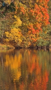 Seamless loop autumn foliage reflecting on a calm lake surface