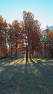 Seamless loop serene autumn landscape featuring tall trees