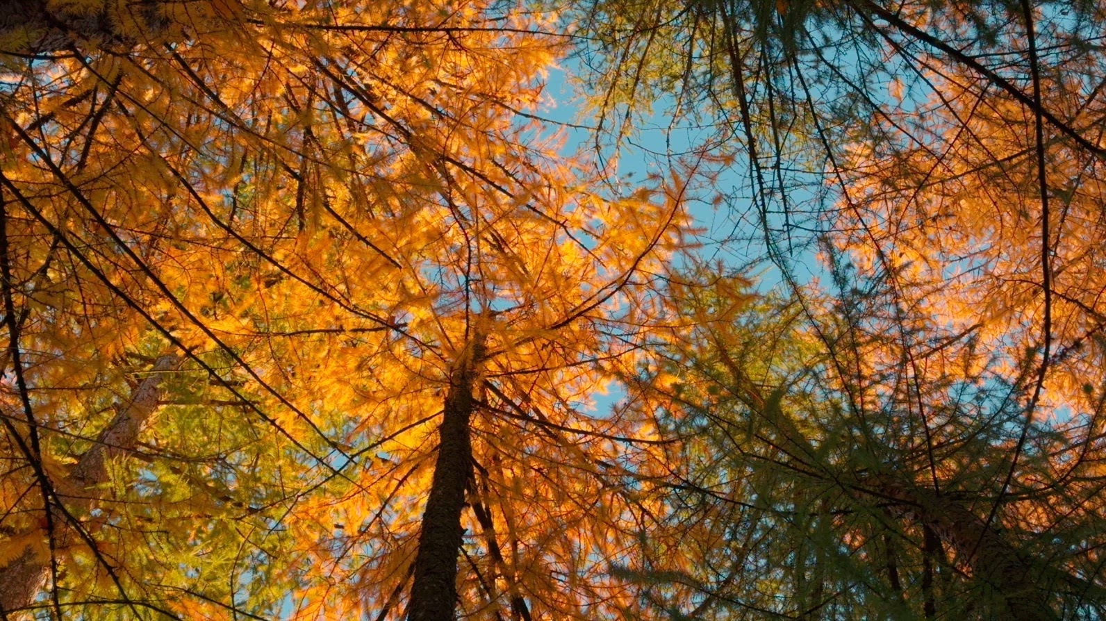 Seamless loop autumn trees with orange and green foliage