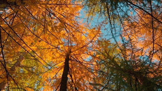Seamless loop autumn trees with orange and green foliage