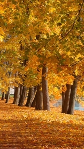 Seamless loop serene autumn scene featuring trees