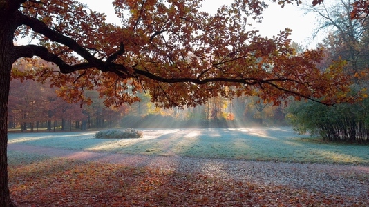 Seamless loop serene autumn landscape with colorful leaves