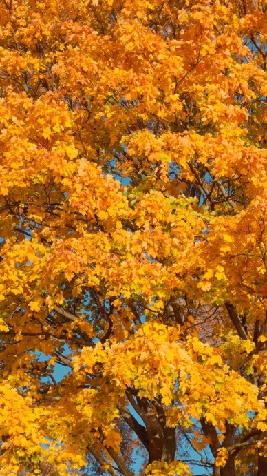 Seamless loop vibrant autumn leaves texture background