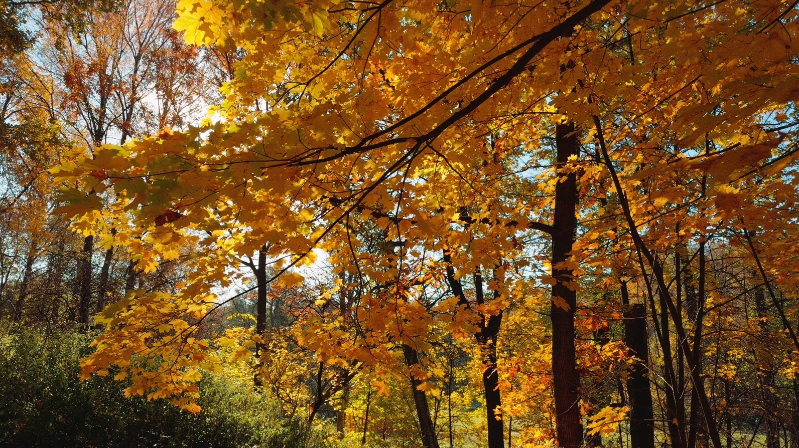 Seamless loop autumn foliage with vibrant yellow orange leafs