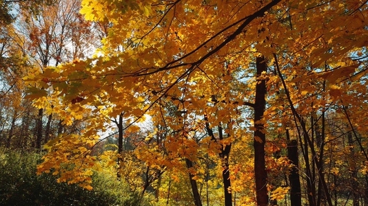 Seamless loop autumn foliage with vibrant yellow orange leafs