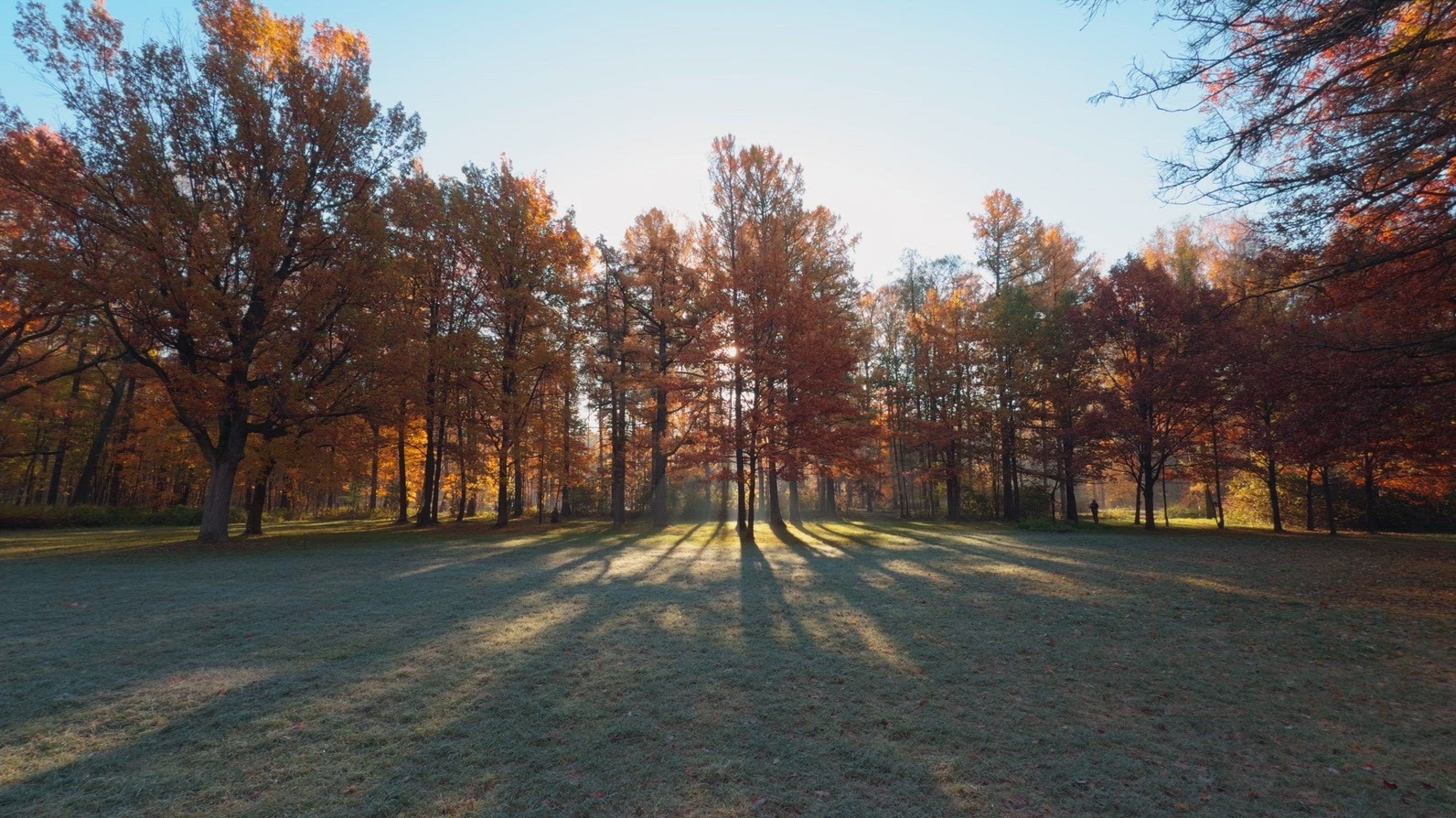 Seamless loop serene autumn landscape featuring trees