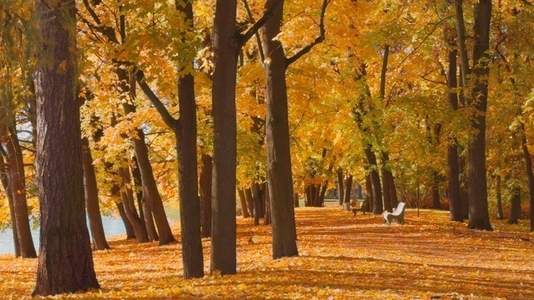 Seamless loop serene autumn scene with vibrant orange and yellow