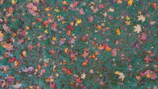 Seamless loop ground covered with colorful autumn leaves texture
