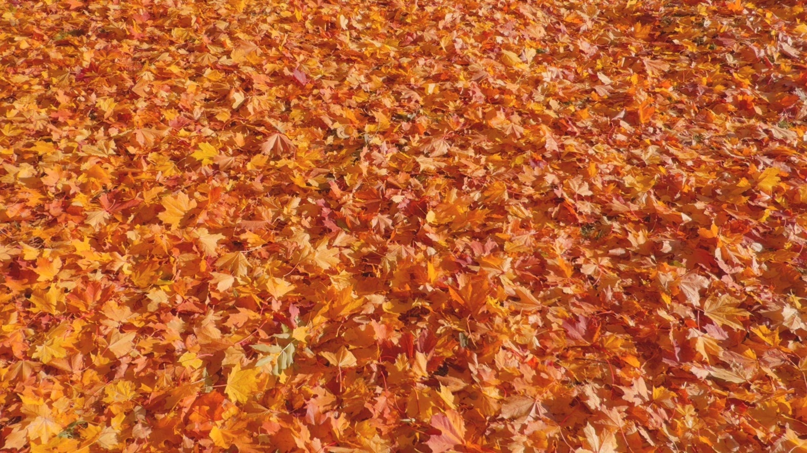 Seamless loop vibrant carpet of autumn leaves texture background