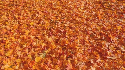 Seamless loop vibrant carpet of autumn leaves texture background