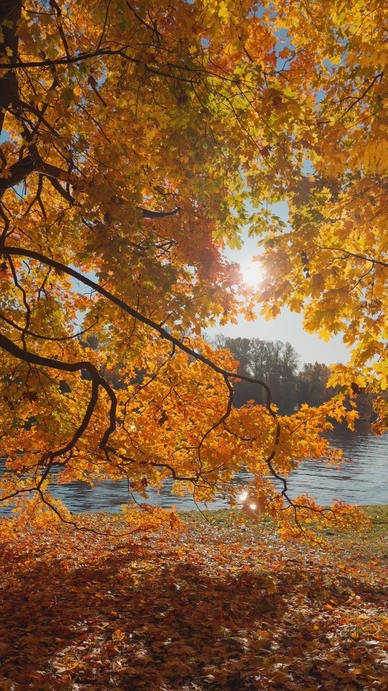 Seamless loop autumn leaves with vibrant orange and yellow color