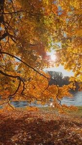 Seamless loop autumn leaves with vibrant orange and yellow color