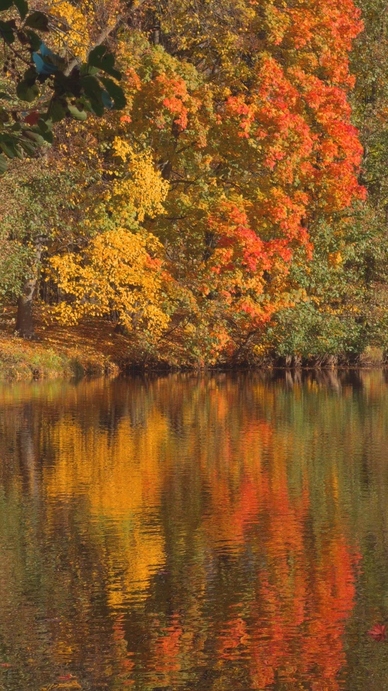 Seamless loop autumn foliage reflecting on a calm lake