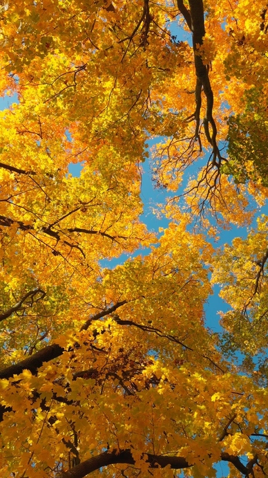 Seamless loop vibrant view of autumn leaves background