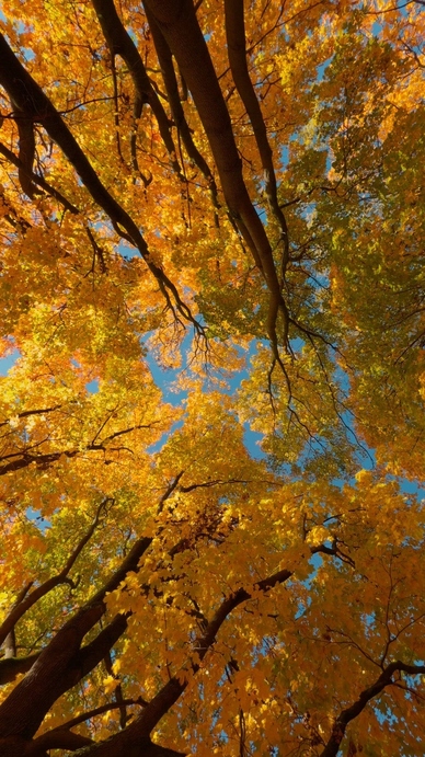 Seamless loop view looking up at autumn trees background
