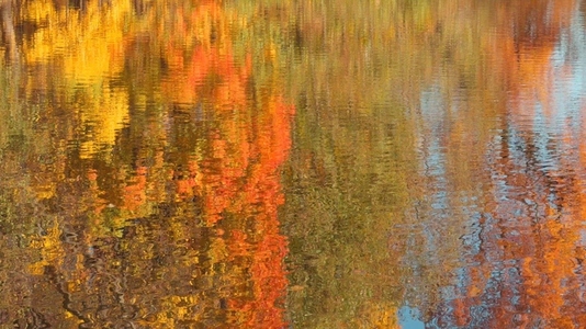 Seamless loop vibrant autumn foliage reflecting on a calm water