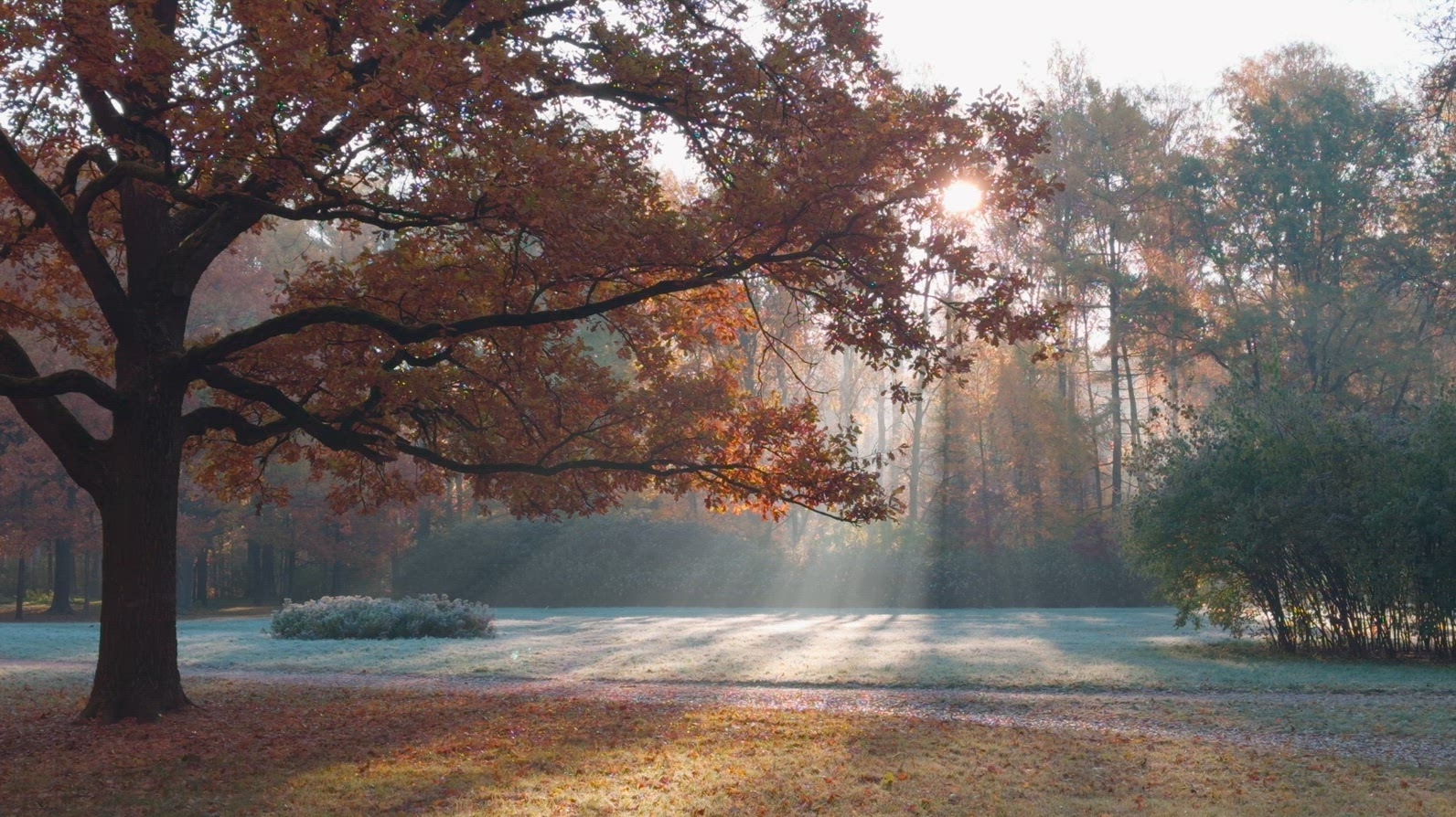 Seamless loop serene autumn landscape featuring a large tree