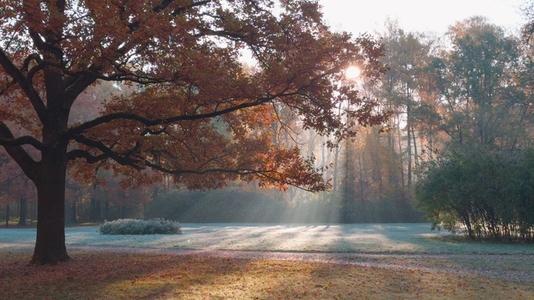 Seamless loop serene autumn landscape featuring a large tree