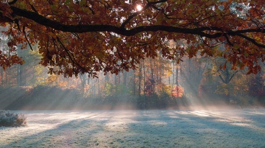 Seamless loop serene autumn landscape featuring a misty forest