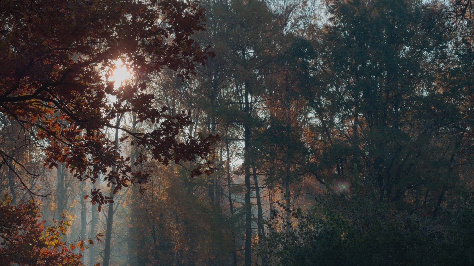 Seamless loop serene forest scene with autumn foliage